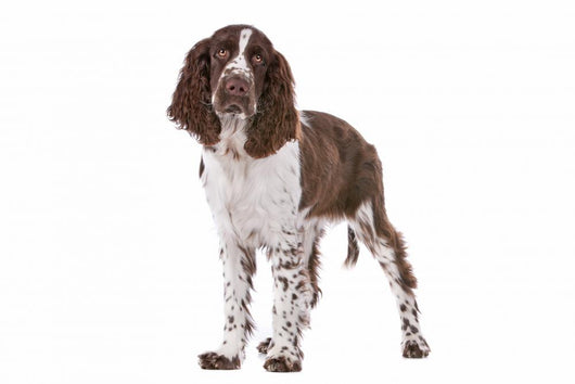 Springer Spaniel Wall Decal