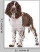 Springer Spaniel Wall Decal