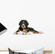 Bernese Mountain Dog Puppy Wall Decal