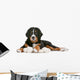 Bernese Mountain Dog Puppy Wall Decal