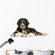 Bernese Mountain Dog Puppy Wall Decal