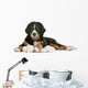 Bernese Mountain Dog Puppy Wall Decal