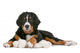 Bernese Mountain Dog Puppy Wall Decal