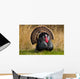 Turkey Tom