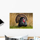 Turkey Tom