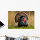Turkey Tom