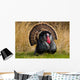Turkey Tom