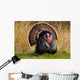 Turkey Tom