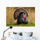 Turkey Tom