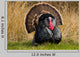Turkey Tom