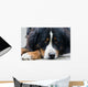 Bernese Mountain Dog Wall Mural