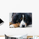 Bernese Mountain Dog Wall Mural