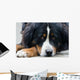Bernese Mountain Dog Wall Mural