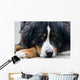 Bernese Mountain Dog Wall Mural