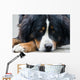 Bernese Mountain Dog Wall Mural