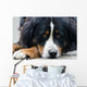 Bernese Mountain Dog Wall Mural