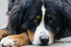 Bernese Mountain Dog Wall Mural