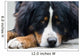 Bernese Mountain Dog Wall Mural