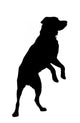 Silhouetted Labrador Wall Decal