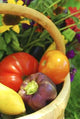Basket of Garden Vegetables Wall Mural