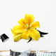 Yellow lily Wall Decal