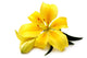 Yellow lily Wall Decal