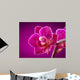 mini orchid on pink background Wall Mural