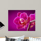 mini orchid on pink background Wall Mural