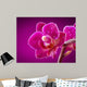 mini orchid on pink background Wall Mural