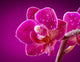 mini orchid on pink background Wall Mural