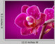 mini orchid on pink background Wall Mural