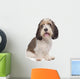 Basset Griffon Vendeen
