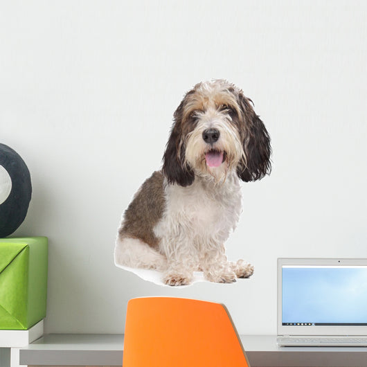 Basset Griffon Vendeen