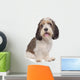 Basset Griffon Vendeen