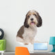 Basset Griffon Vendeen