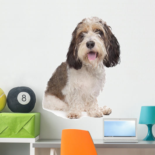 Basset Griffon Vendeen