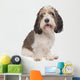 Basset Griffon Vendeen