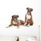 fawn Boxer dogs Wall Decal