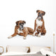 fawn Boxer dogs Wall Decal