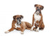 fawn Boxer dogs Wall Decal