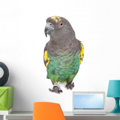 Meyer Parrot Wall Decal shown on a wall