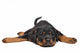rottweiler puppy Wall Decal