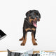 rottweiler puppy Wall Decal