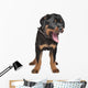 rottweiler puppy Wall Decal