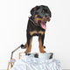 rottweiler puppy Wall Decal