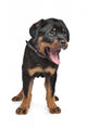 rottweiler puppy Wall Decal