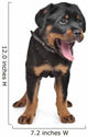 rottweiler puppy Wall Decal