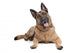 German Shepherd Wall Decal