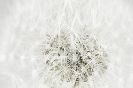Dandelion Seedhead White Wall Mural