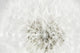 Dandelion Seedhead White Wall Mural